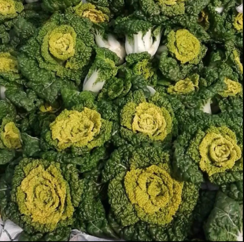 杂交黄心菜种子耐寒金玉黄露地越冬乌塌菜黄心白菜秋播蔬菜种