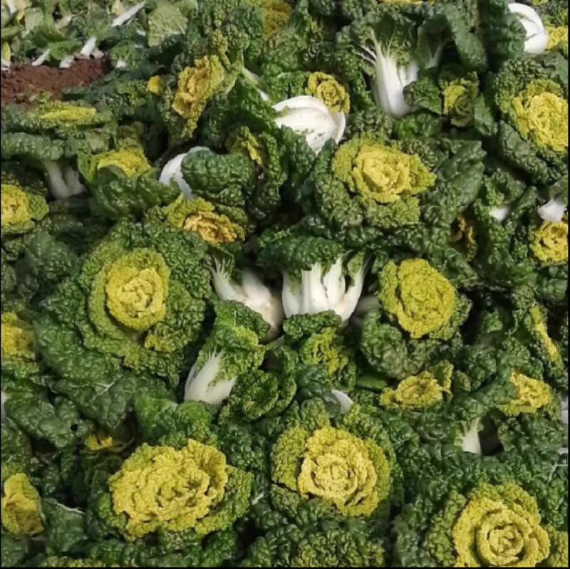 杂交黄心菜种子耐寒金玉黄露地越冬乌塌菜黄心白菜秋播蔬菜种