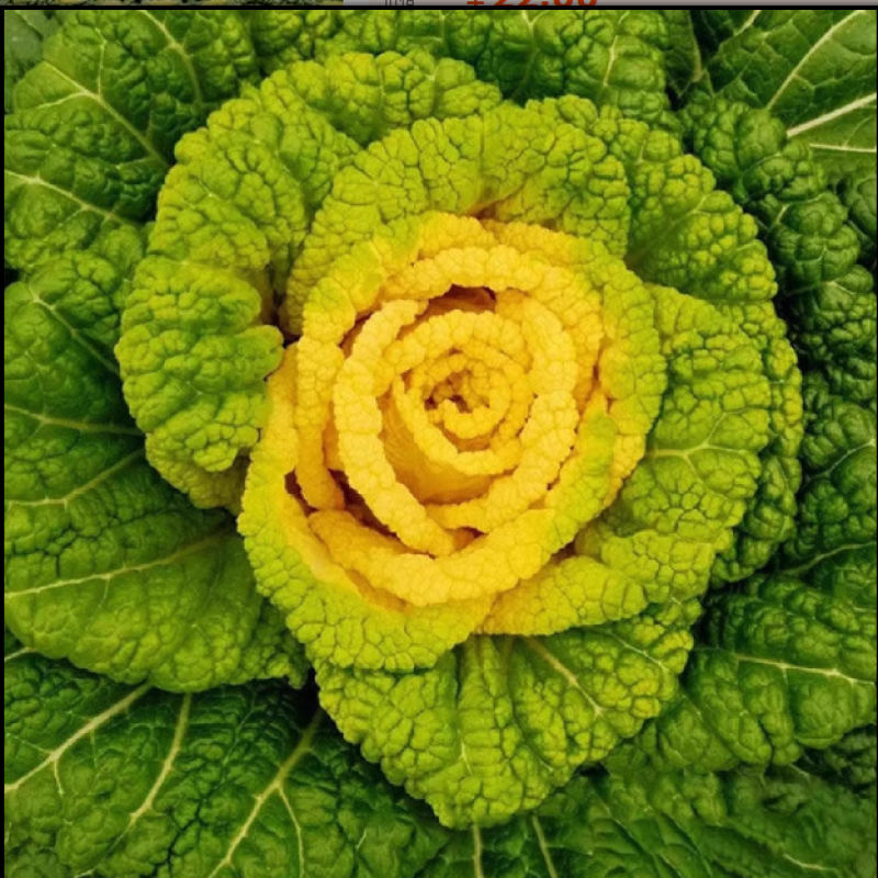 杂交黄心菜种子耐寒金玉黄露地越冬乌塌菜黄心白菜秋播蔬菜种