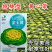 杂交黄心菜种子耐寒金玉黄露地越冬乌塌菜黄心白菜秋播蔬菜种