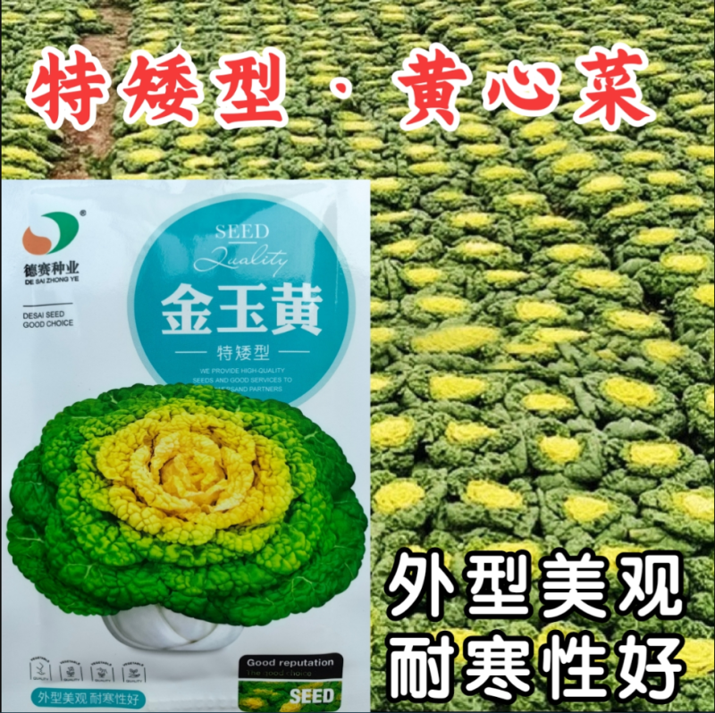 杂交黄心菜种子耐寒金玉黄露地越冬乌塌菜黄心白菜秋播蔬菜种