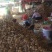 【毛芋头】山东精品毛芋头大量供应全国市场商超电商规格齐全