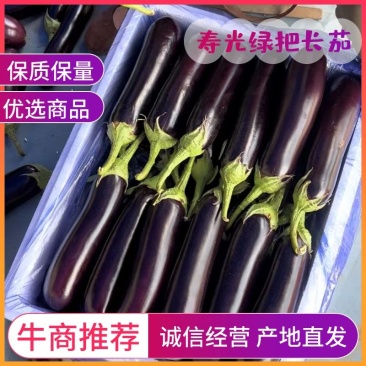 【精品长茄】电商茄子,商超对接,欢迎前来选购
