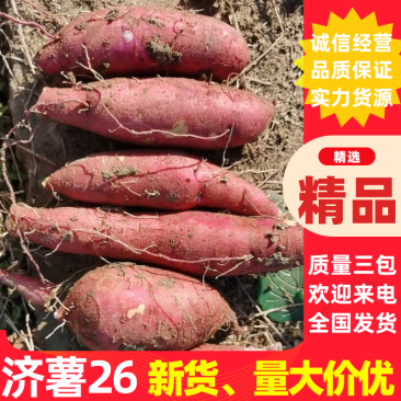山东佳盈薯业现大量出售红薯1-5两5两以上价格低质量好欢