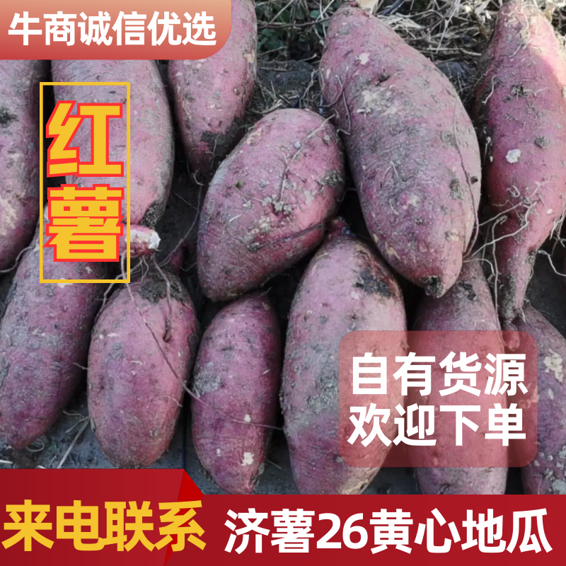 佳盈薯业济薯26黄心地瓜大量销售品种多价格底3两以上精品