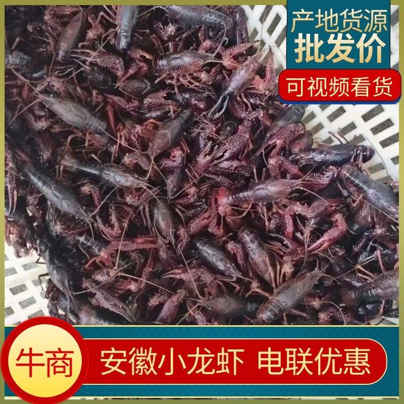 安徽小龙虾大量出货鲜活生态虾底板干净量大从优对接商超饭店