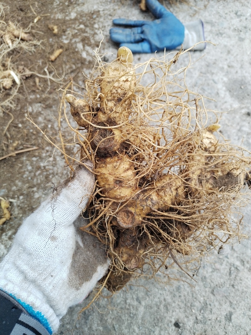 多花黄精种苗，精选全芽头，无病毒，无伤残包出芽率，包邮