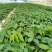 多花黄精种苗，精选全芽头，无病毒，无伤残包出芽率，包邮