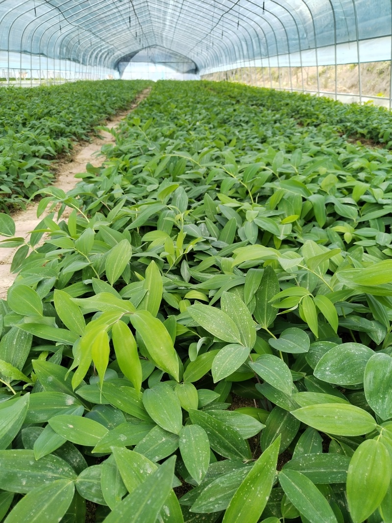 多花黄精种苗，精选全芽头，无病毒，无伤残包出芽率，包邮