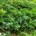 多花黄精种苗，精选全芽头，无病毒，无伤残包出芽率，包邮