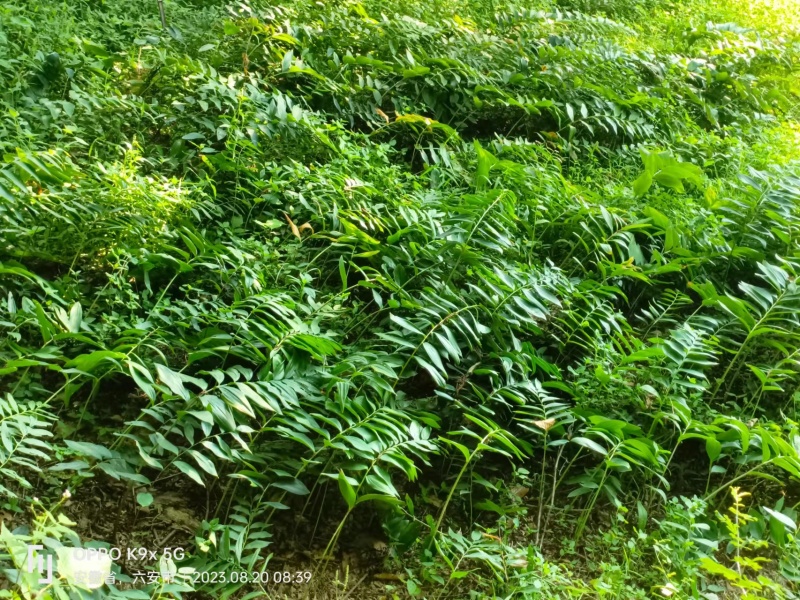 多花黄精种苗，精选全芽头，无病毒，无伤残包出芽率，包邮