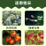 枯草芽孢杆菌生物菌剂提高肥效改良土壤抑制土传病害