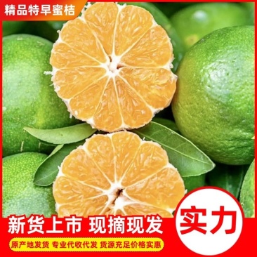 【整车发货】对接全国市场蜜橘快速对接清甜可口欢迎采购