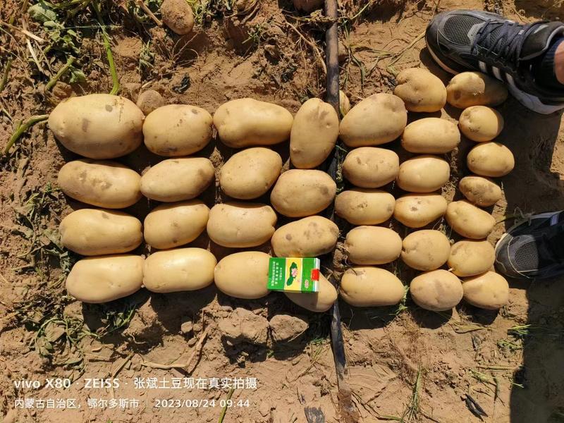 【精品】内蒙古土豆产地直销，一手货源，量大价优