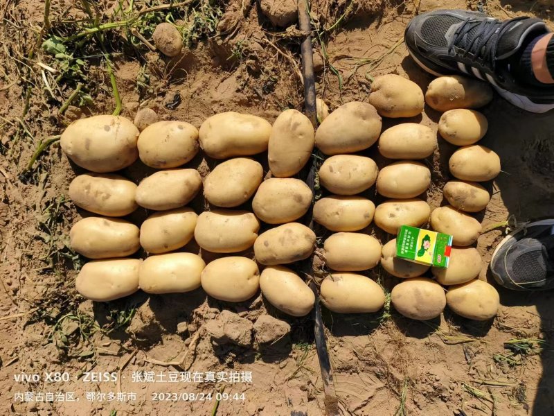 【精品】内蒙古土豆产地直销，一手货源，量大价优