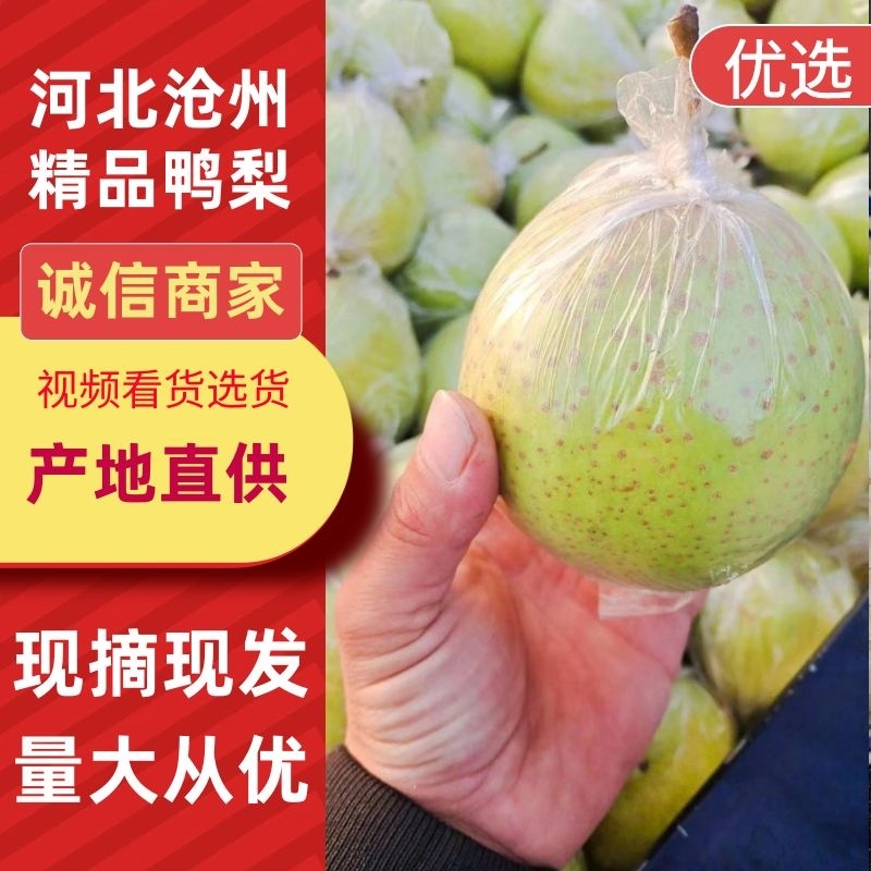 泊头鸭梨，皮薄汁多，万亩果园已大量上市，可对接各大电商平