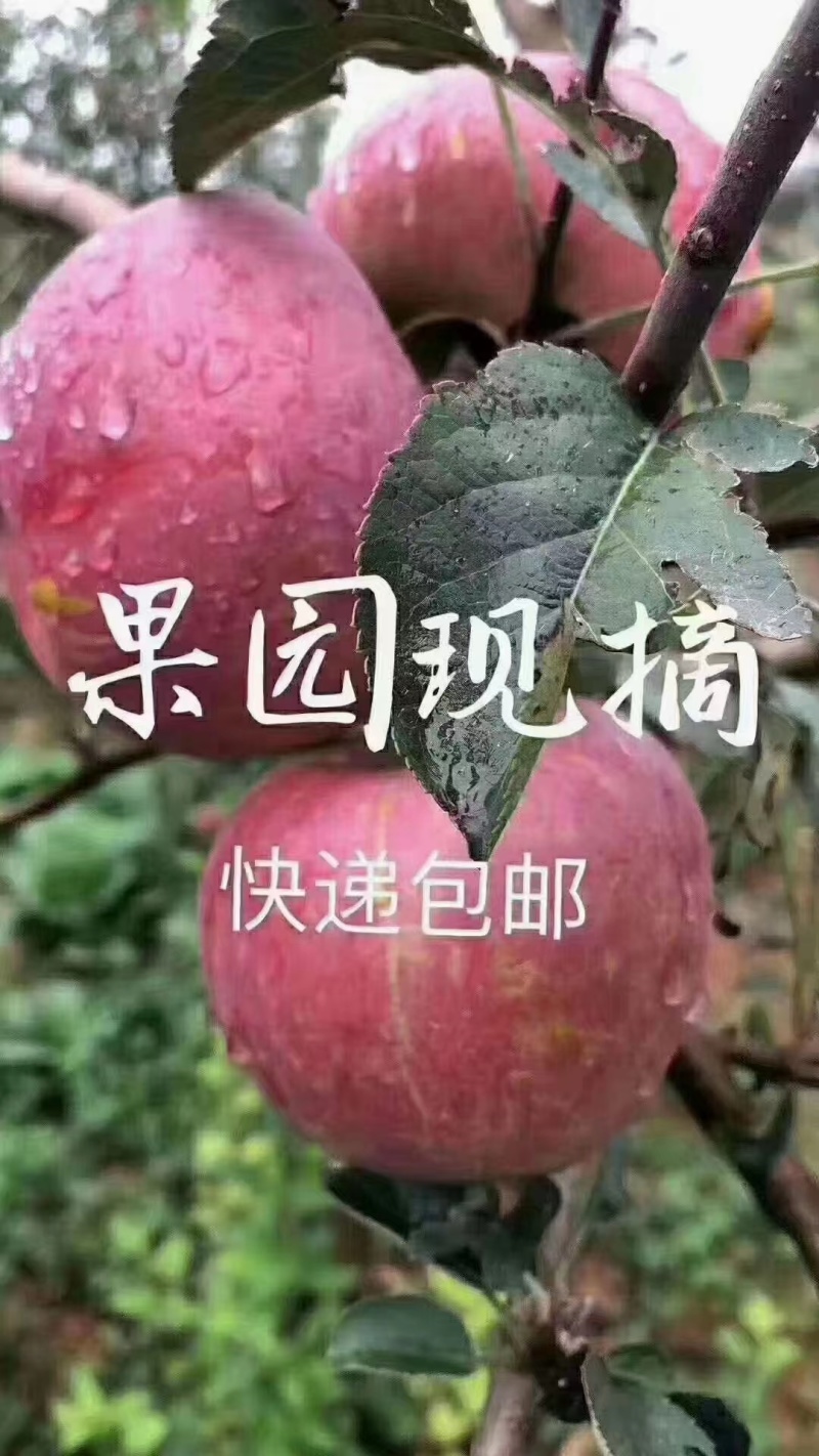 云南昭通苹果红富士苹果，丑苹果，一手货源，代发全国