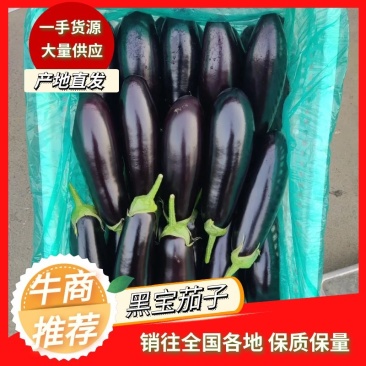 茄子黑宝大量上市烧烤茄黑金刚布来迪