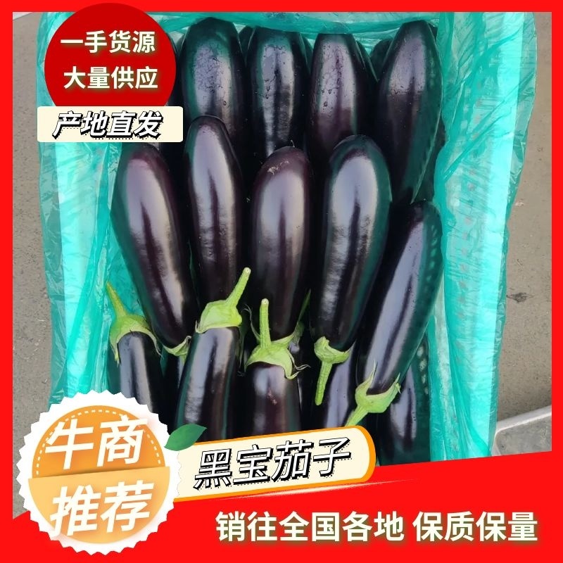 茄子黑宝大量上市烧烤茄黑金刚布来迪