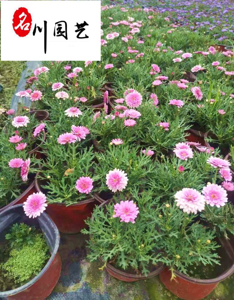 成都玛格丽特培育基地大量批发玛格利特花苗常用花镜花海