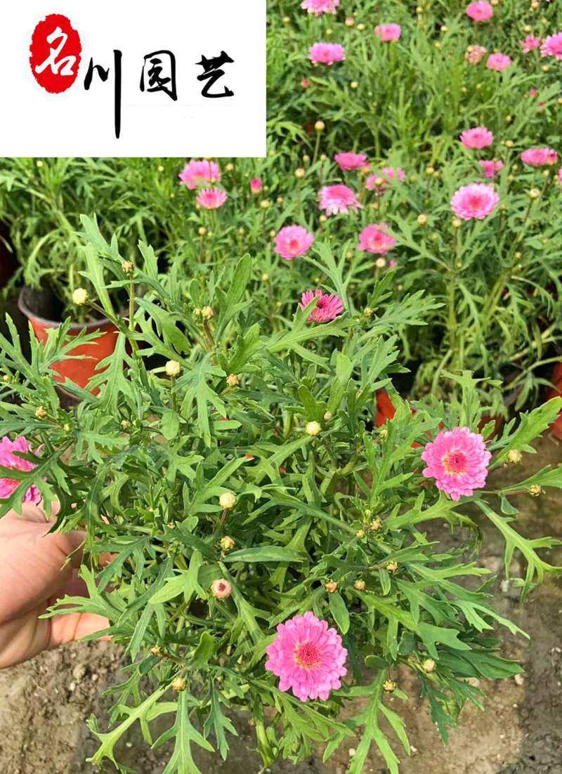 成都玛格丽特培育基地大量批发玛格利特花苗常用花镜花海