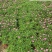成都玛格丽特培育基地大量批发玛格利特花苗常用花镜花海