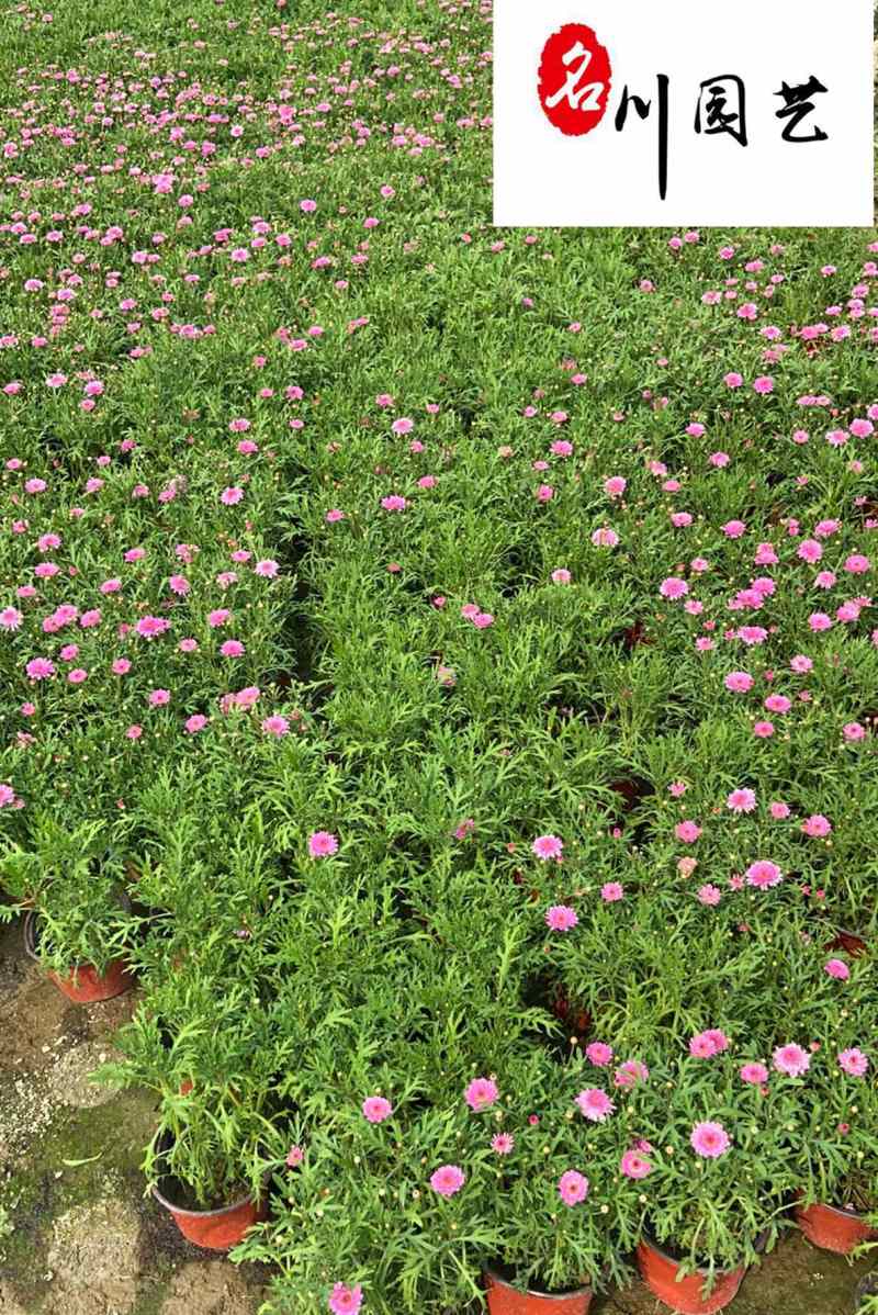 成都玛格丽特培育基地大量批发玛格利特花苗常用花镜花海