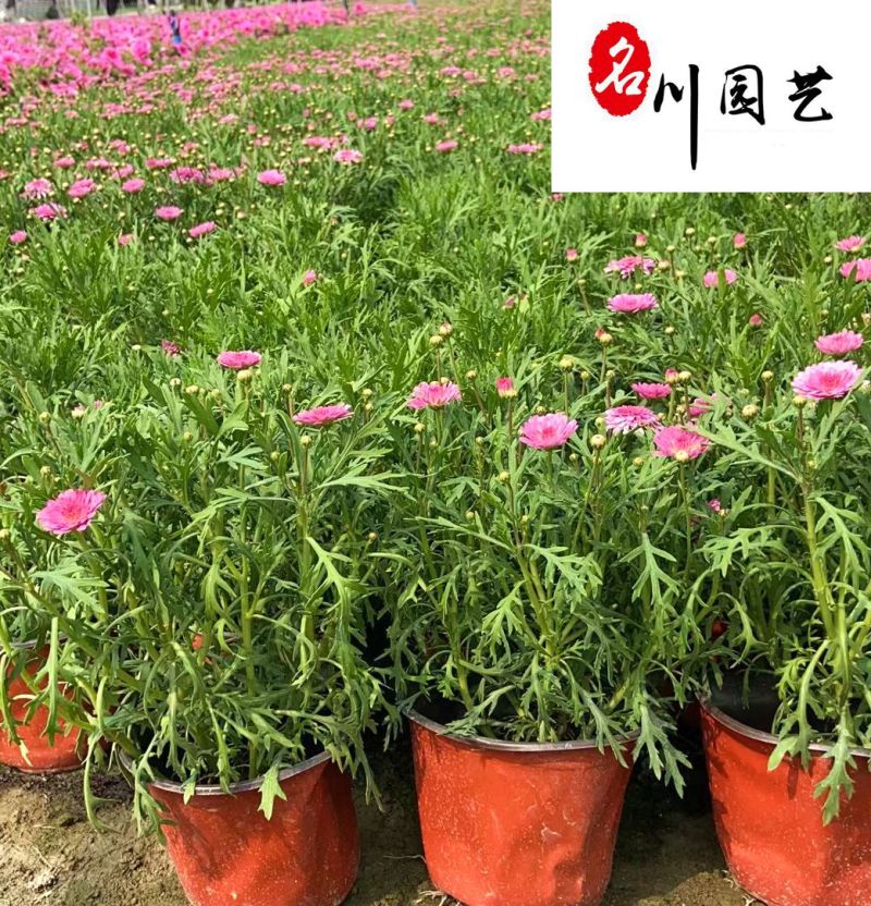 成都玛格丽特培育基地大量批发玛格利特花苗常用花镜花海