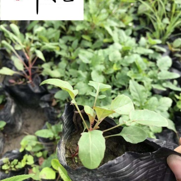 成都基地批发各类地被草花月见草绿化工程苗粉花月见草
