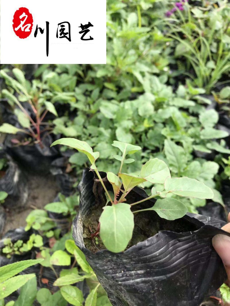 成都基地批发各类地被草花月见草绿化工程苗粉花月见草