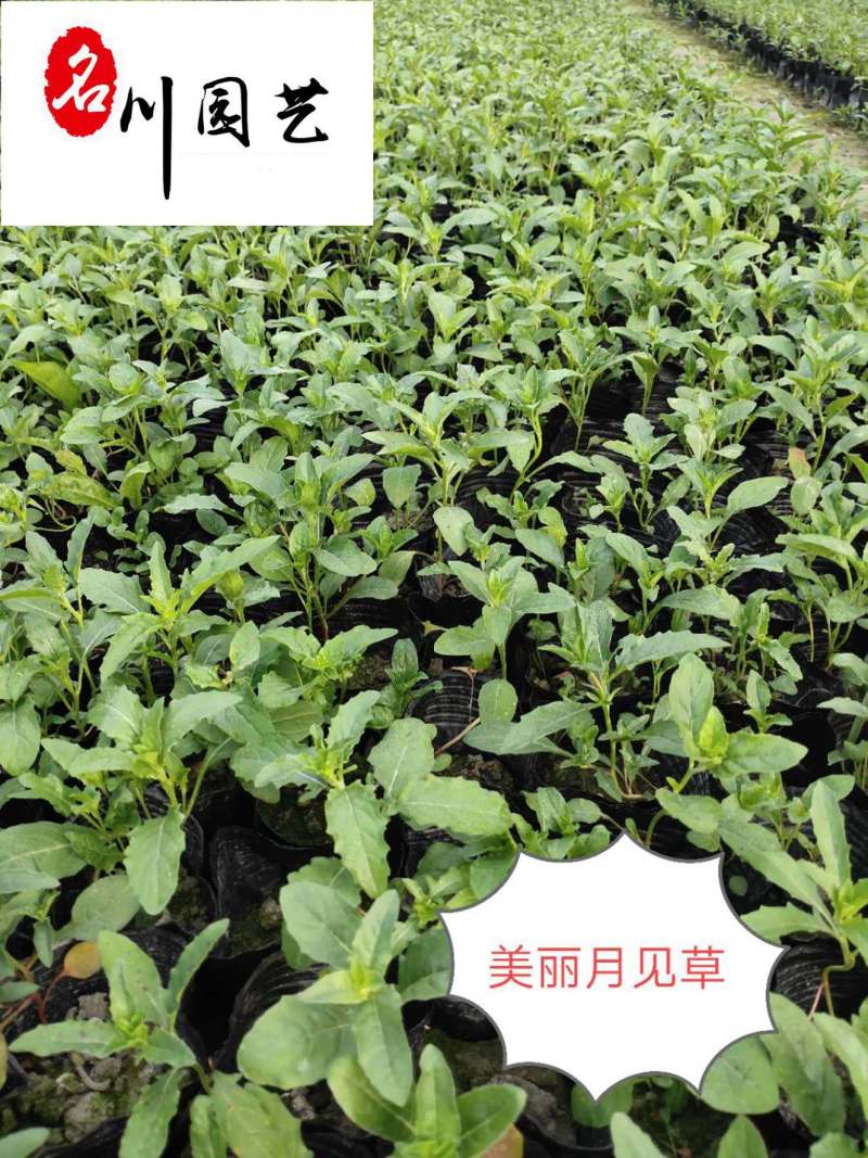 成都基地批发各类地被草花月见草绿化工程苗粉花月见草