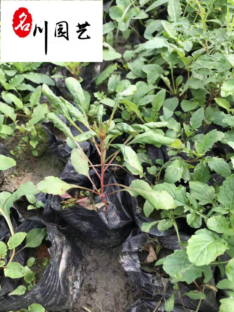 成都基地批发各类地被草花月见草绿化工程苗粉花月见草
