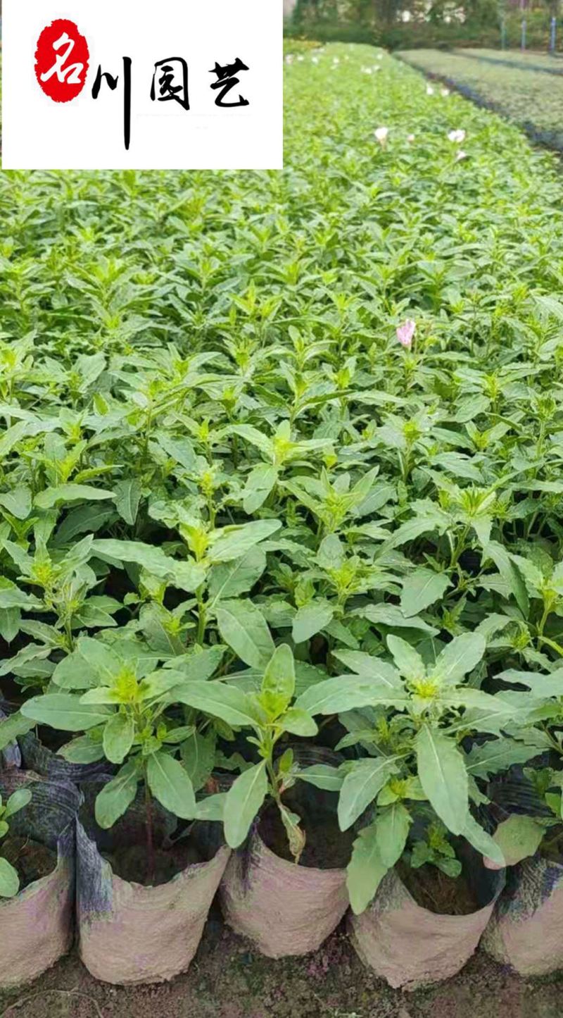 成都基地批发各类地被草花月见草绿化工程苗粉花月见草