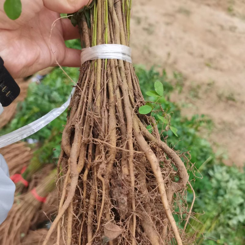 护坡紫穗槐50cm-1.5m杯苗规格齐全长势旺盛价格优惠