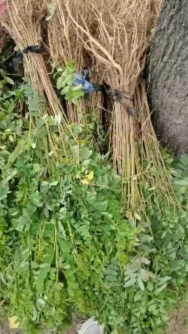 护坡紫穗槐50cm-1.5m杯苗规格齐全长势旺盛价格优惠