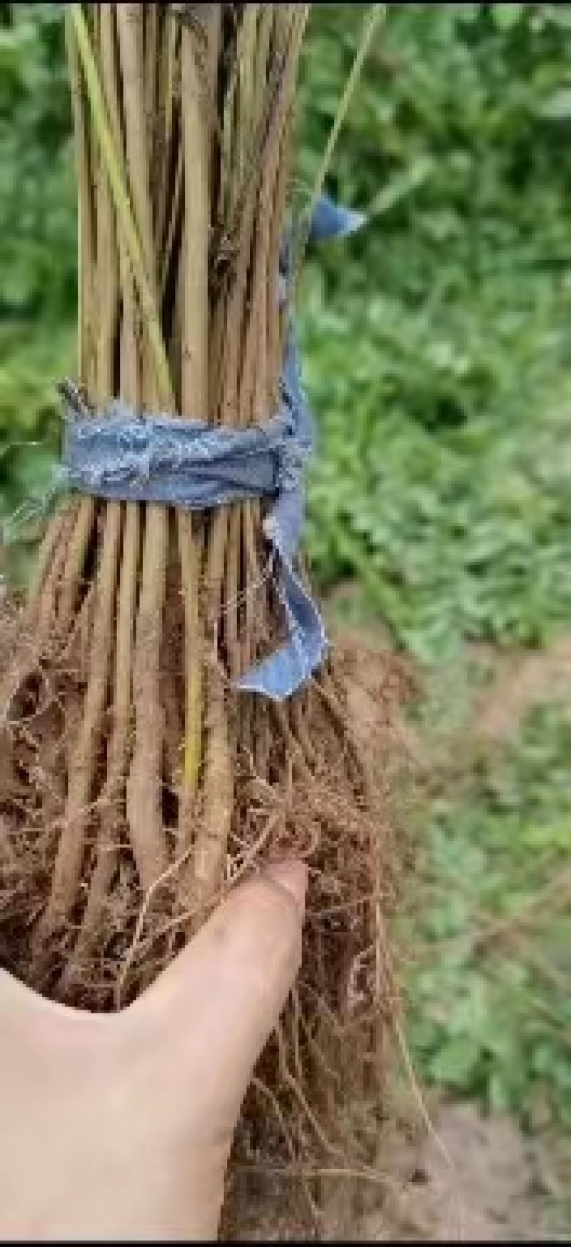 护坡紫穗槐50cm-1.5m杯苗规格齐全长势旺盛价格优惠