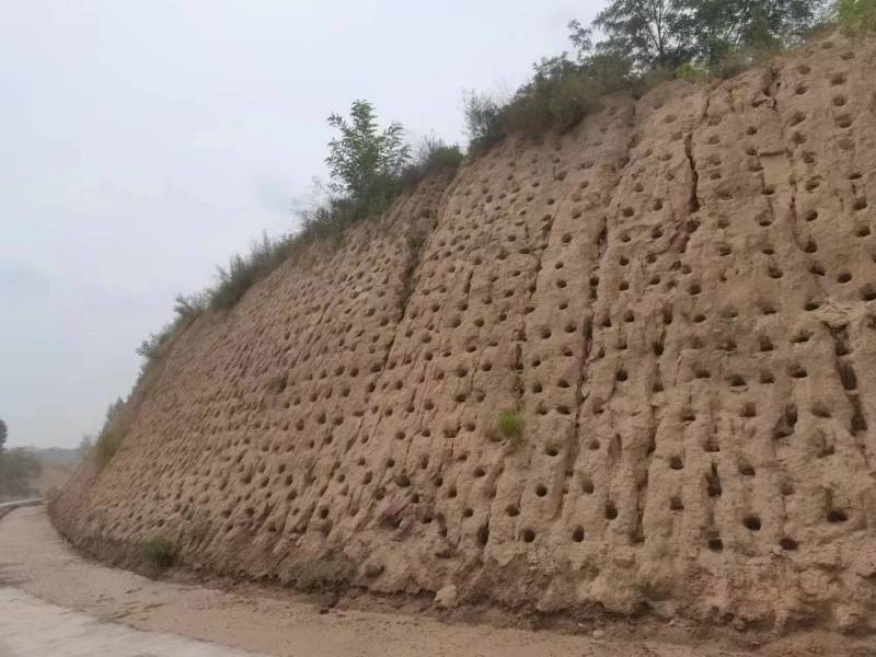 护坡紫穗槐50cm-1.5m杯苗规格齐全长势旺盛价格优惠