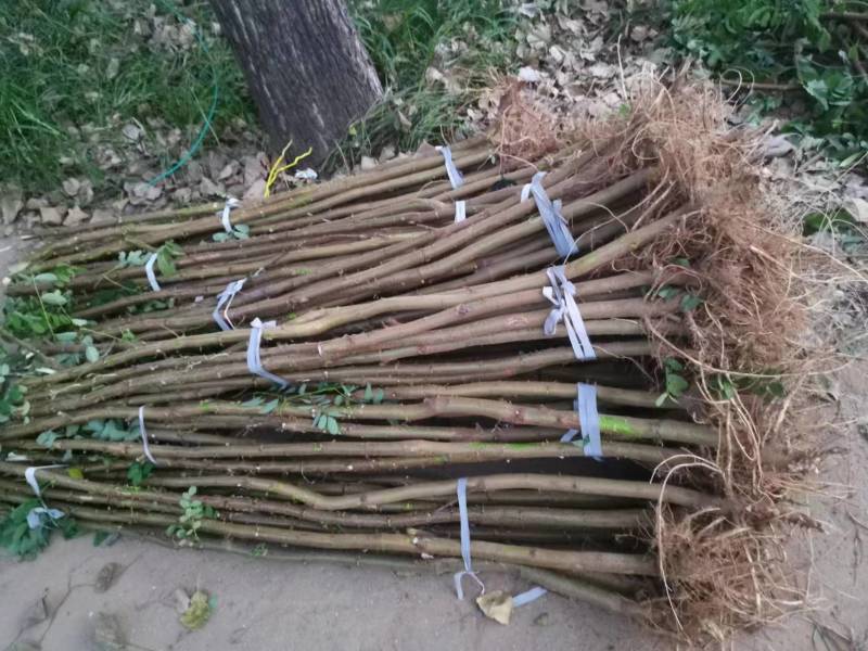 精品刺槐质量保证价格低廉绿化护坡槐树货量大上货速度快