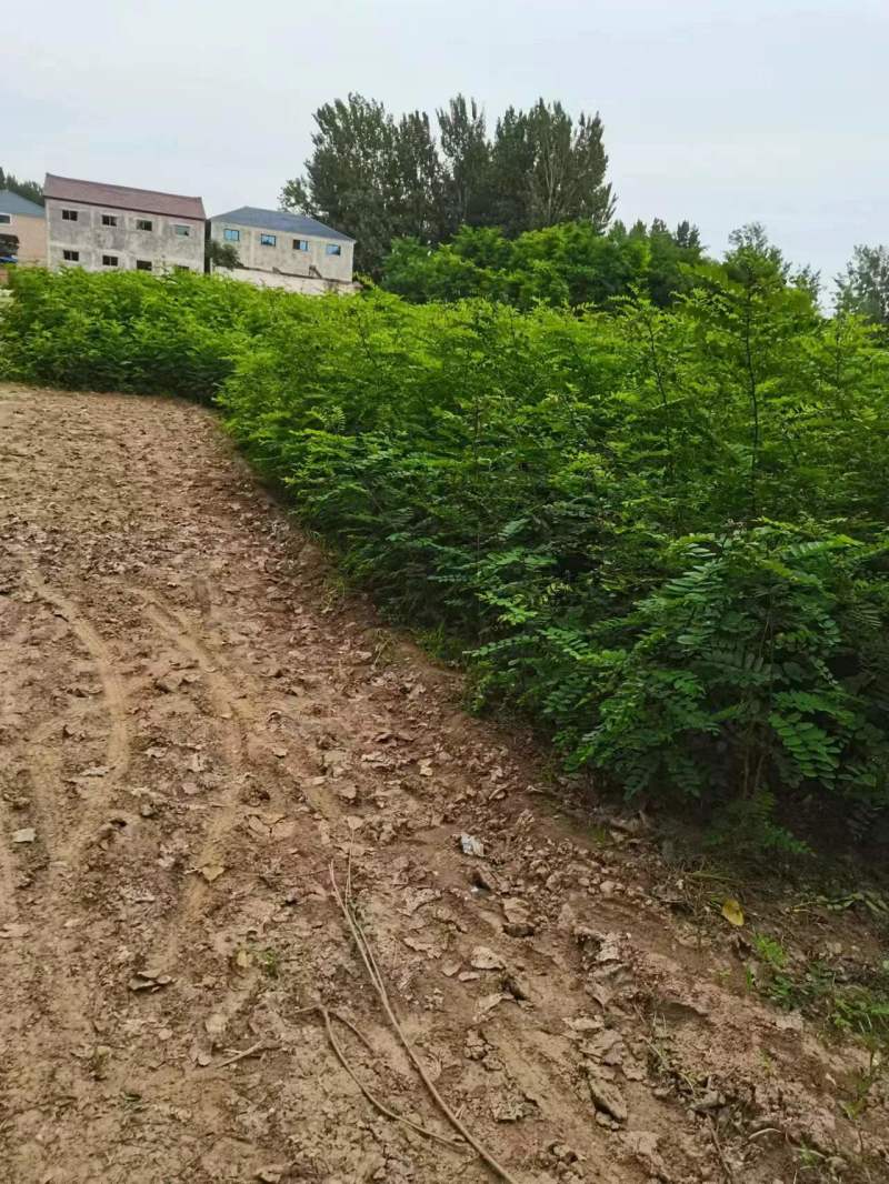 精品刺槐质量保证价格低廉绿化护坡槐树货量大上货速度快