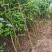 精品刺槐质量保证价格低廉绿化护坡槐树货量大上货速度快