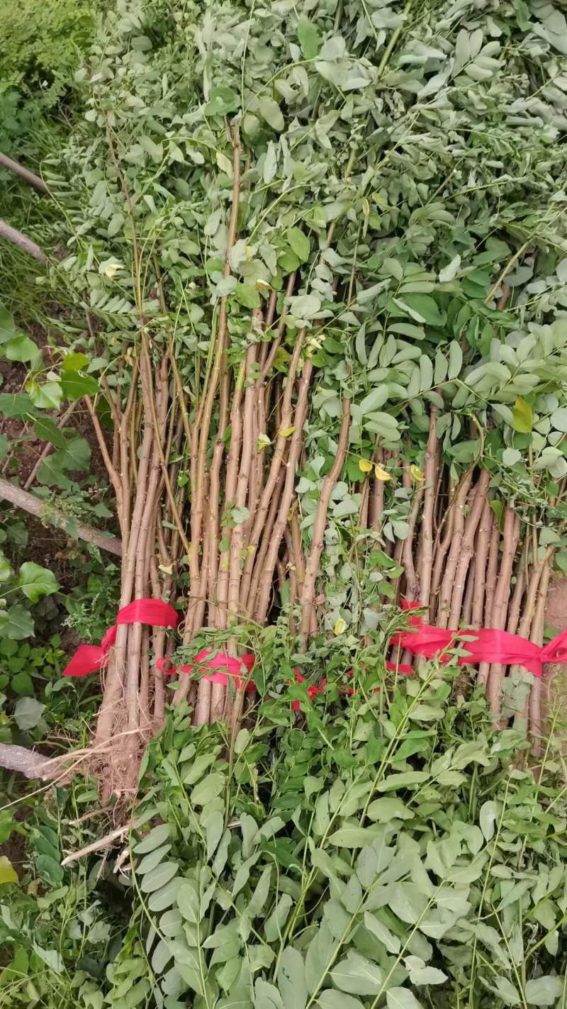精品刺槐质量保证价格低廉绿化护坡槐树货量大上货速度快