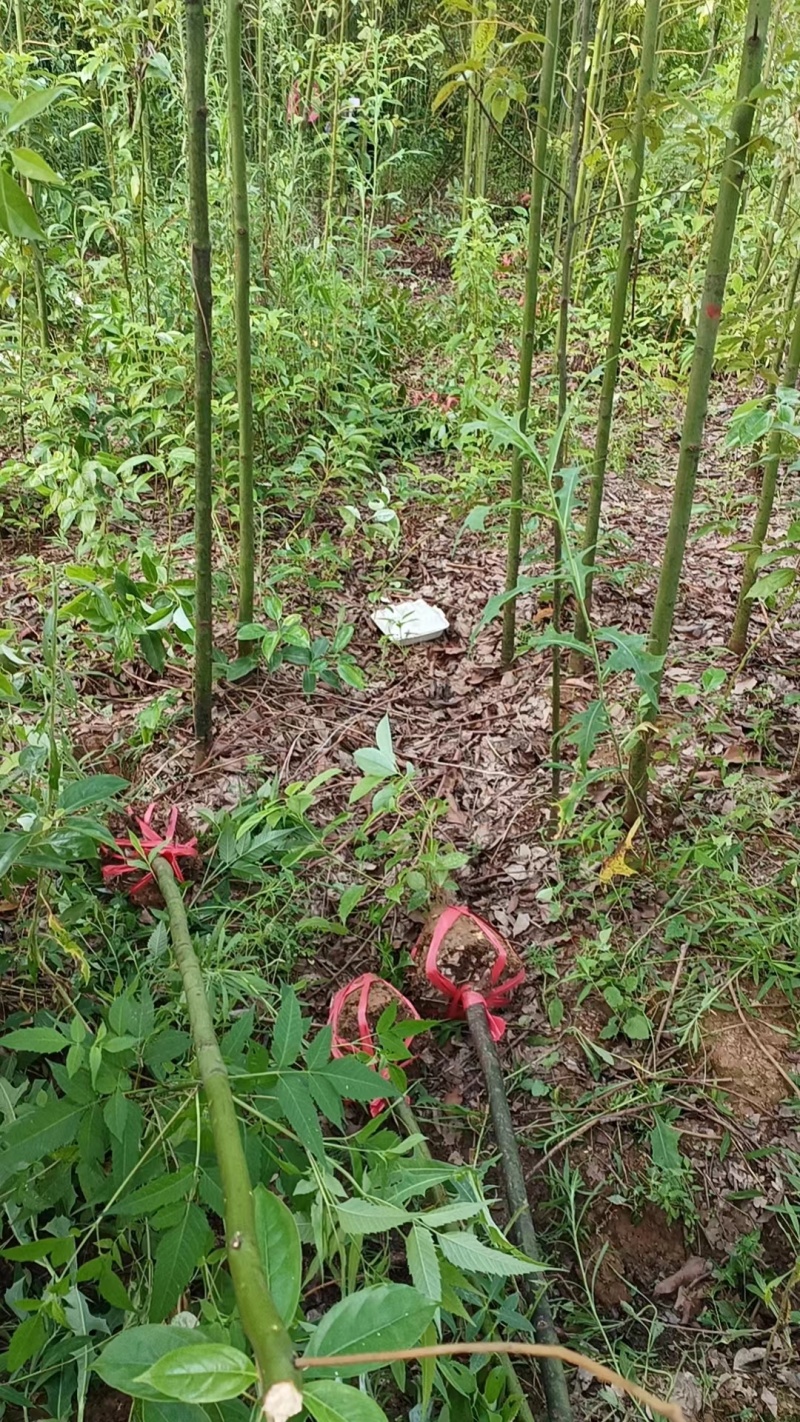 精品香樟小苗现挖现发绿化用品基地供货视频看货来电订货