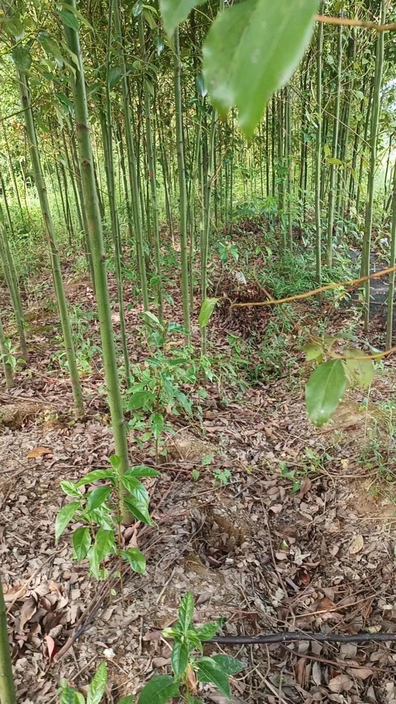 精品香樟小苗现挖现发绿化用品基地供货视频看货来电订货