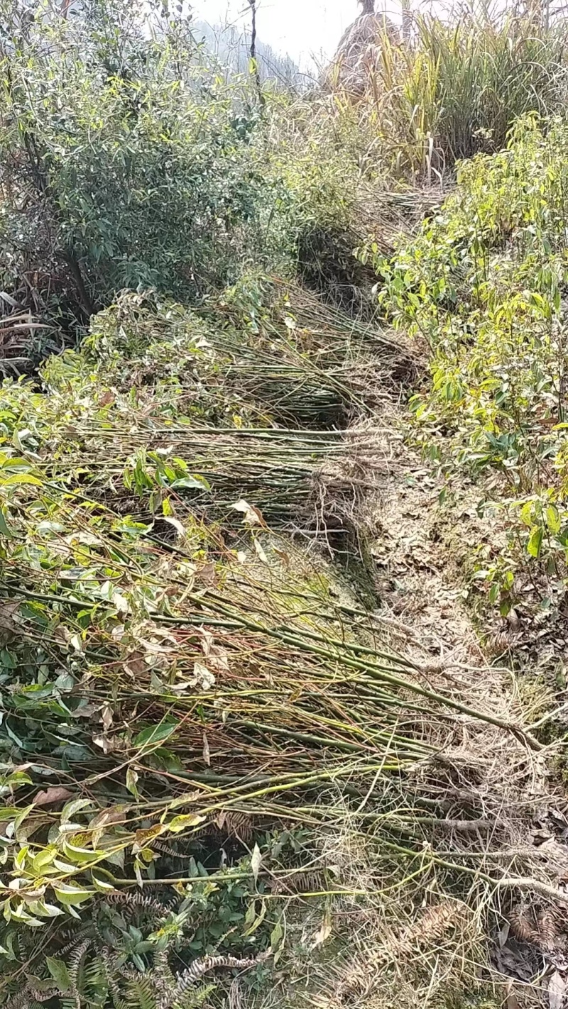 精品香樟小苗现挖现发绿化用品基地供货视频看货来电订货