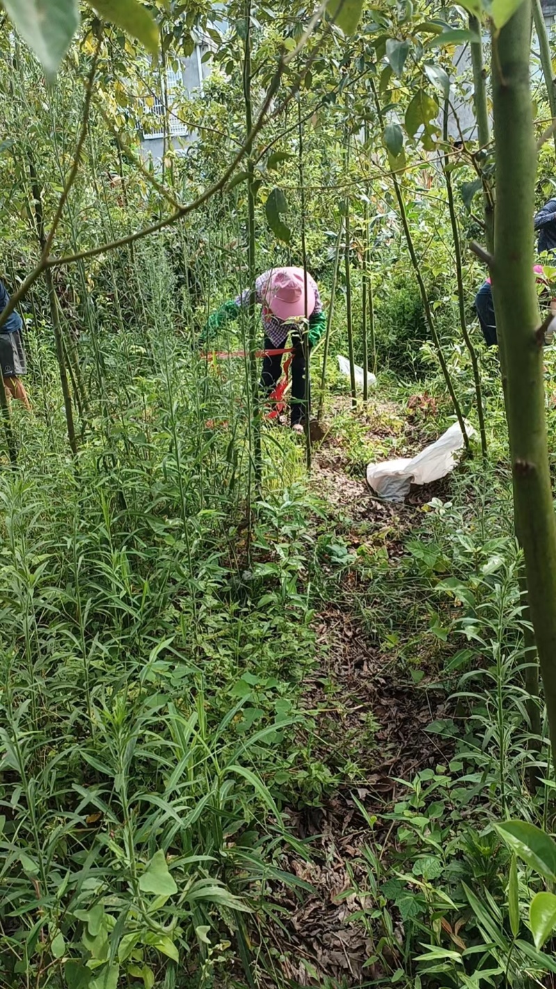 精品香樟小苗现挖现发绿化用品基地供货视频看货来电订货