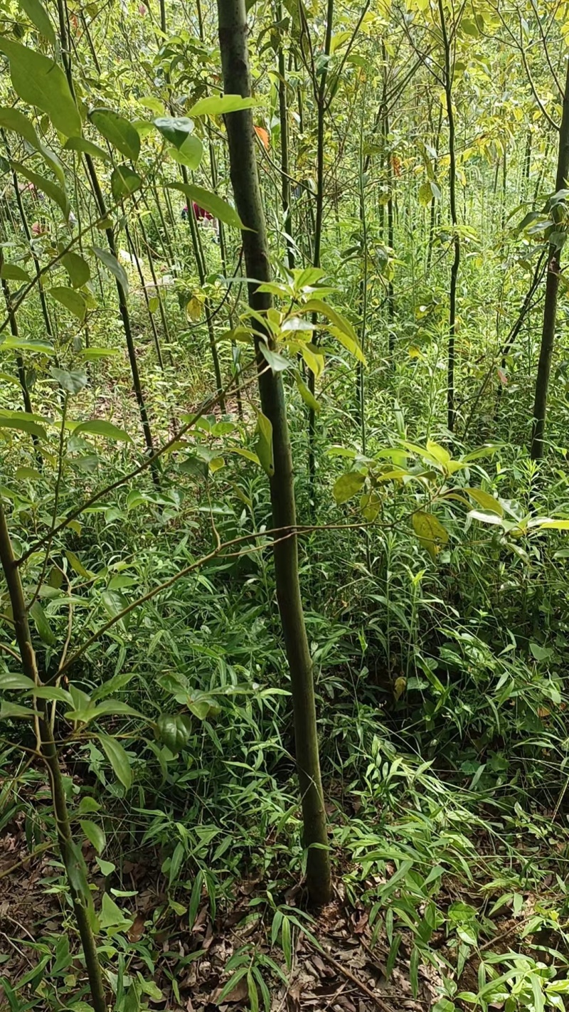 精品香樟小苗现挖现发绿化用品基地供货视频看货来电订货