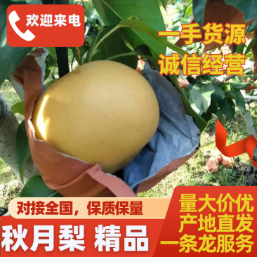 秋月梨口感好颜色细腻欢迎新老客户前来洽谈