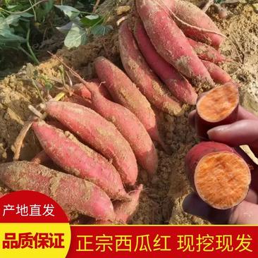 红薯山东西瓜红软糯香甜无丝原产地直发品质保证