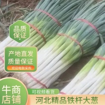 河北铁杆大葱大量上市品质保证一手货源量大从优