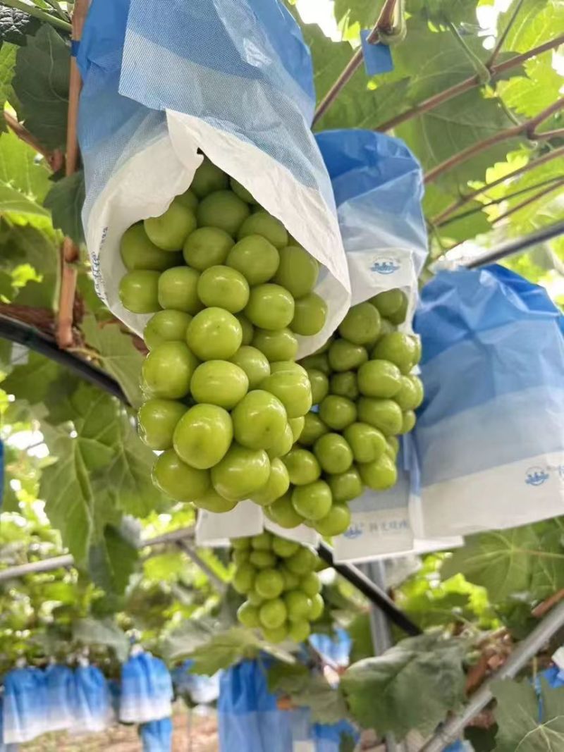 精品阳光玫瑰产地直发陕西大荔阳光玫瑰葡萄电商市场货